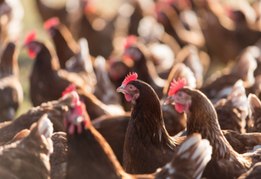 volailles et grippe aviaire