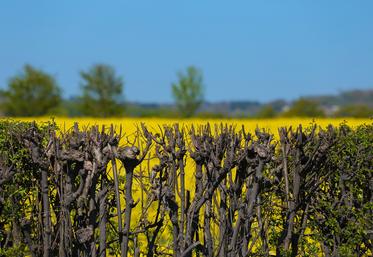 Certains États membres (Danemark, Lettonie…) s’inquiètent du faible intérêt de leurs agriculteurs pour les écorégimes.