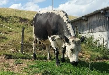 La vache vosgienne robuste et adaptée aux zones de montagne.