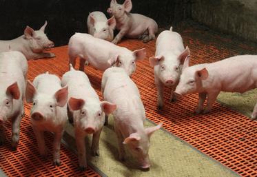 Après avoir consulté tous les acteurs régionaux de la filière, Inaporc présentera  sa démarche de responsabilité sociétale en juin 2024. 