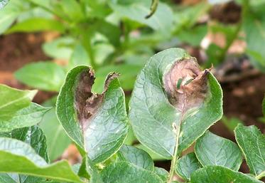 En agissant de cette manière, lutter contre le mildiou reste à la portée d’un grand nombre de producteurs…  à condition également «de ne pas se tirer une balle dans le pied». 