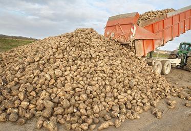 Cette année, 31,5 Mt de betteraves seront récoltées et la production de sucre  est estimée à 3,7 Mt, hors jus vert. 
