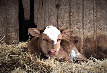 Une bonne hygiène et l’apport d’un colostrum de qualité en début de vie limitent les risques de toux ou de diarrhée des veaux. 