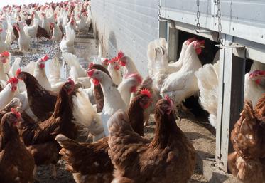 La France réclame des clauses miroir qui empêcheraient l’importation de poulets dopés aux antibiotiques, de bœufs engraissés en feedlots ou de maïs traité à l’atrazine. 