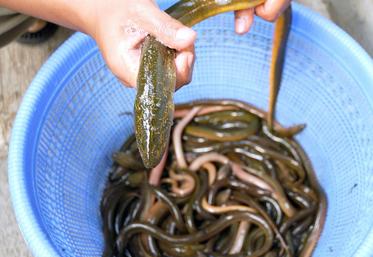Dans la Somme, l’anguille est pêchée au stade civelle par des pêcheurs professionnels dans les ports, et au stade anguille jaune dans les rivières du 15 février au 15 juillet. La fédération de pêche appelle à ne plus les prélever. 