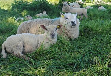 La fermentation entérique reste le principal poste d'émissions.