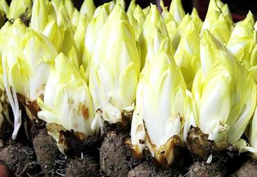 La récolte 2023 d'endives "restera dans les annales".