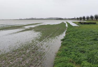 Entre surfaces non semées, et semis en conditions exécrables,  il manquerait près de 500 000 ha de blé tendre en 2024.