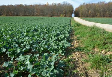 Les colzas présentent de belles biomasses à l’entrée de l’hiver.
