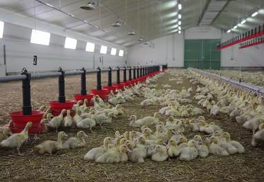 Presque tous les canards commerciaux sont vaccinés en France. 