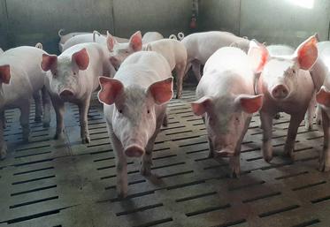 L’un des enjeux est de valoriser les porcs sains qui ne peuvent être exportés. 