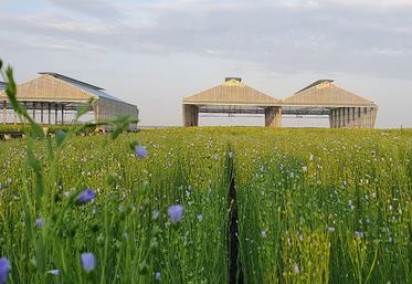 Depuis 2023, les mécanismes de réponse du lin au stress hydrique sont étudiés  à la plateforme expérimentale PhénoField, implantée dans la Beauce,  où les conditions climatiques sont similaires à celles que connaîtra le bassin  de production dans le futur. 