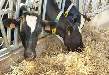 Les éleveurs de vingt-deux communes des Bas-Champs pourraient bénéficier de l’aide d’urgence. 