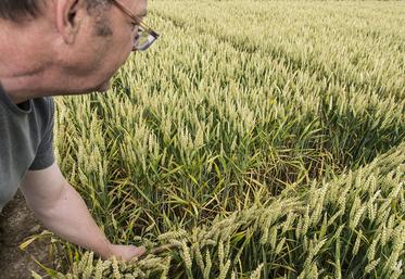 2023 signe le retour de la septoriose. 