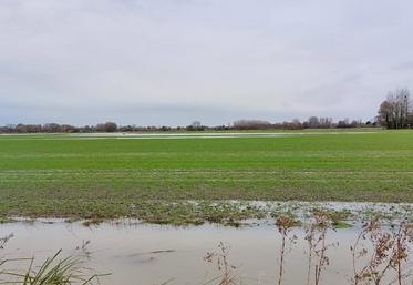 Lorsque l’eau a stagné plusieurs jours, toutes les plantes ont parfois disparu.