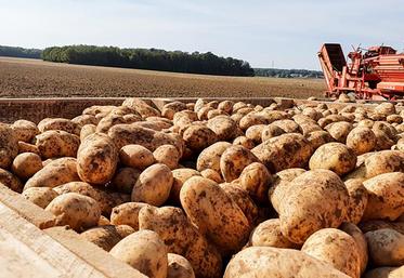 Lors de l’AG du Gappi qui s’est tenue le 1er février à Bapaume (62), les tensions entourant la disponibilité des plants ont mobilisé une large part des discussions.