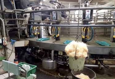 Après le tirage des premiers jets, les éleveurs nettoient les trayons avec de la paille de bois dont l’effet abrasif les stimule.  