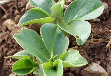 Semer sa féverole de printemps précocement est l’un des principaux leviers pour limiter les risques climatiques lors  de l’élaboration du rendement.