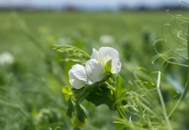 Il est possible d’implanter des légumineuses, des cultures fixatrices d’azote ou des cultures dérobées sans phyto à la place  des jachères.