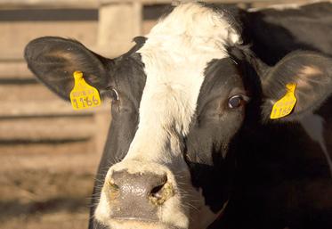 Les génisses les plus légères généreraient au total un chiffre d’affaires en moyenne 20 % inférieur à celui d’une génisse  qui atteint un poids idéal à six mois. 