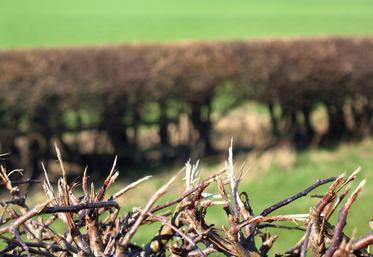 Un observatoire de la haie va être créé. Il permettra de caractériser les haies sur la France entière de manière quantitative  et qualitative, de connaître les zones de continuité écologique.