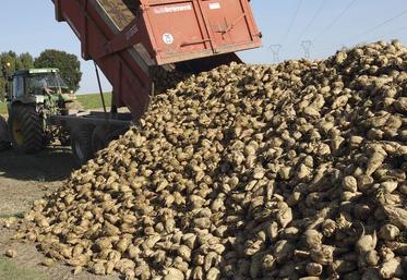 Dans certaines régions de production, les conditions d’arrachage et de stockage ont été perturbées par les conditions  météorologiques, obligeant planteurs, usines et coopérative à s’adapter. 