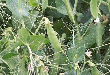 Le rendement national est bas, à 32,1 q/ha, mais en légère progression par rapport aux années précédentes. 
