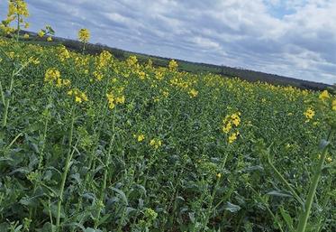 Parcelle au stade F1.
