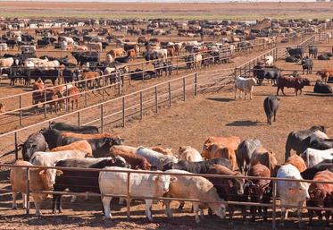 Les autorités sanitaires américaines pensent que l’extension de cette épizootie est due à la faune sauvage.