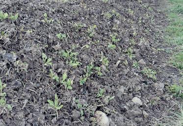 Les betteraves "non cultivées" sont des réservoirs de virus. Les pucerons ailés peuvent s'y alimenter, se charger en virus  et contaminer les jeunes betteraves d'une parcelle voisine.