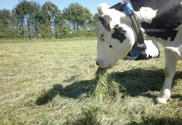 herbe fourrages alimentation animale