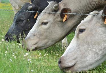 92 foyers de tuberculose bovine ont été identifiés en 2023, soit 12 de moins qu’en 2022. 