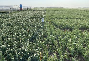 Variétés de pois de conserve Firenza (à gauche) et Tarn (à droite) étudiées  dans un essai à Berny-en-Santerre en 2023.