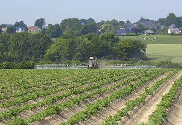 La cadence des traitements doit être resserrée à trois jours en croissance très active.
