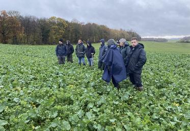 Groupe d’agriculteurs dans un champ de colza pour observer le développement du colza avec couvert, secteur Abbeville.