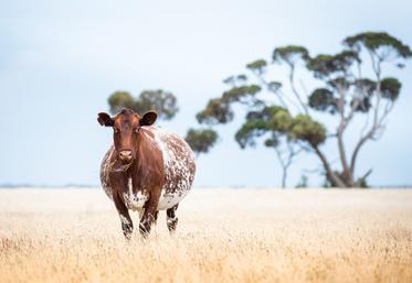 Algérie élevage laitier