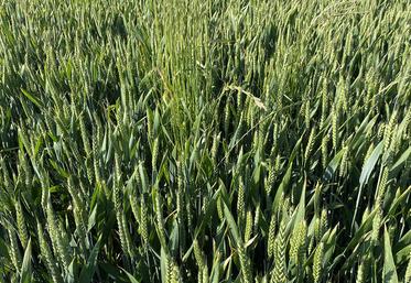 Plot de ray grass suite à un repiquage.