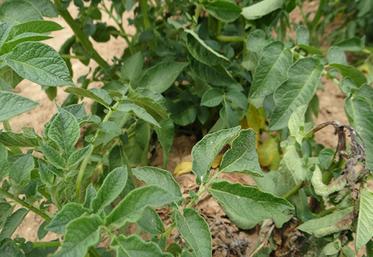 mildiou pomme de terre