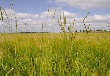 Les vulpins pourront lever en culture comme nous avons pu l’observer lors de la campagne 2024 sur les semis décalés, mais les pressions resteront moins fortes.