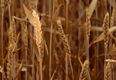 En raison des mauvaises conditions climatiques, au semis puis au printemps, le potentiel de rendement des céréales à paille  est dégradé.
