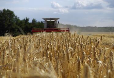 Pour l’orge, la campagne européenne se présente sous de meilleurs auspices. 