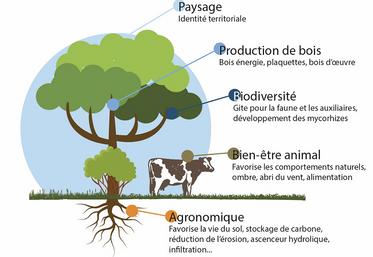 Quelques-uns des atouts et bénéfices des haies.