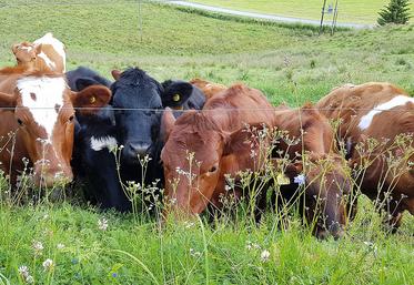 Le nouveau texte durcit les contraintes de mouvements pour les animaux issus de troupeaux non indemnes et de troupeaux infectés, et introduit une obligation de réforme pour les bovins infectés.