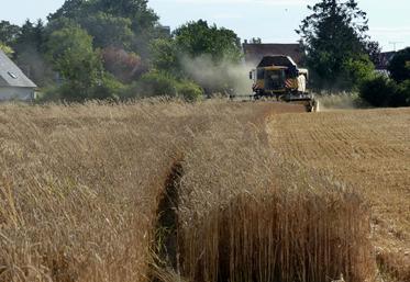 La réalité des rendements et de la qualité du grain ne pourra être réellement vérifiée qu’à la fin des récoltes. 