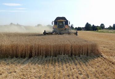 Selon FranceAgriMer, 871 000 tonnes de céréales bio ont été collectées dans toute la France en 2023.