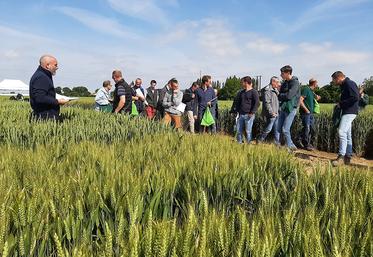 Qui entre, qui sort ? Pour les semis 2024, Sana Terra fait évoluer le panel variétal qu’elle propose à ses adhérents en intégrant de nouvelles variétés de blé tendre. 