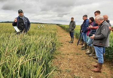Pas moins de 26 variétés, seules ou en mélanges, ont été présentées par le service agronomique de Noriap lors des journées «Opti», comme à Sourdon, mi-juin. 