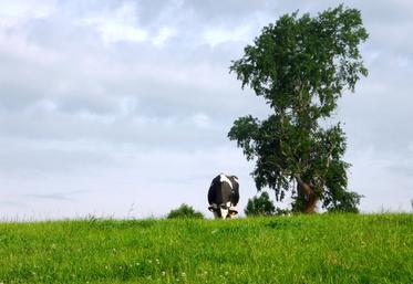 De nombreux indicateurs d’alerte existent pour voir très rapidement si les animaux en «course» ont pris un bon départ.