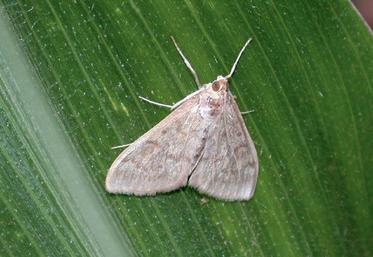 La femelle pyrale pond ses œufs par plaque de 20 à 30, le plus souvent sur la face inférieure des feuilles. 