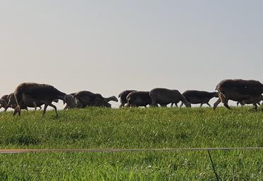 FCO élevage ovin moutons